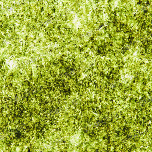 Sheet of organic sushi nori seaweed Sheet of organic sushi nori seaweed