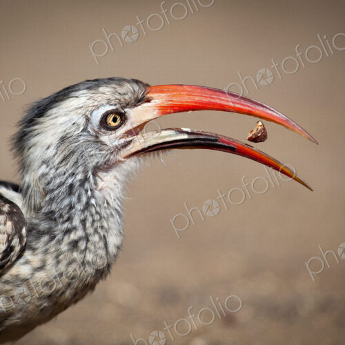 Side profile of a southern red-billed hornbill, Tockus rufirostris, beak open with…