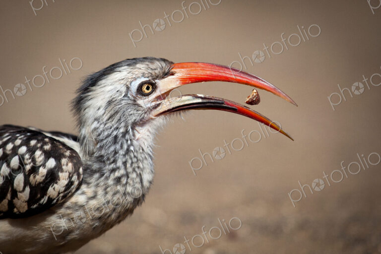 Side profile of a southern red-billed hornbill, Tockus rufirostris, beak open with…