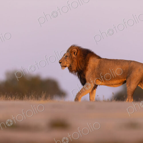 Side profile view of a male lion, Panthera leo, walking.