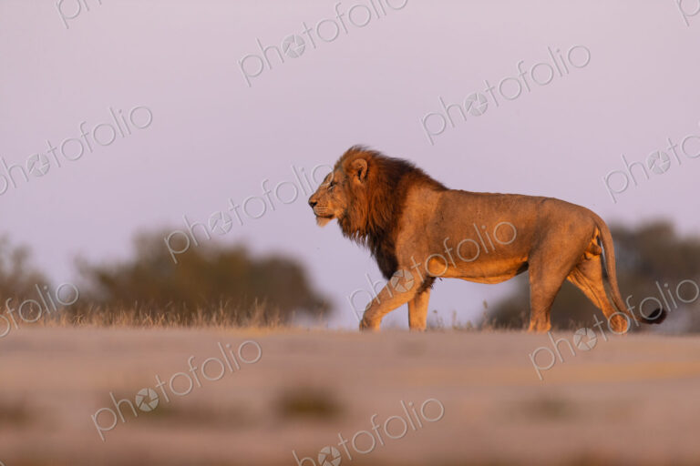 Side profile view of a male lion, Panthera leo, walking.