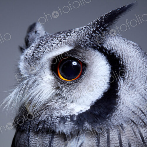 Side view portrait of northern white faced owl (Ptilopsis leucotis) with intense eye… Side view portrait of northern white faced owl (Ptilopsis leucotis) with intense eye…
