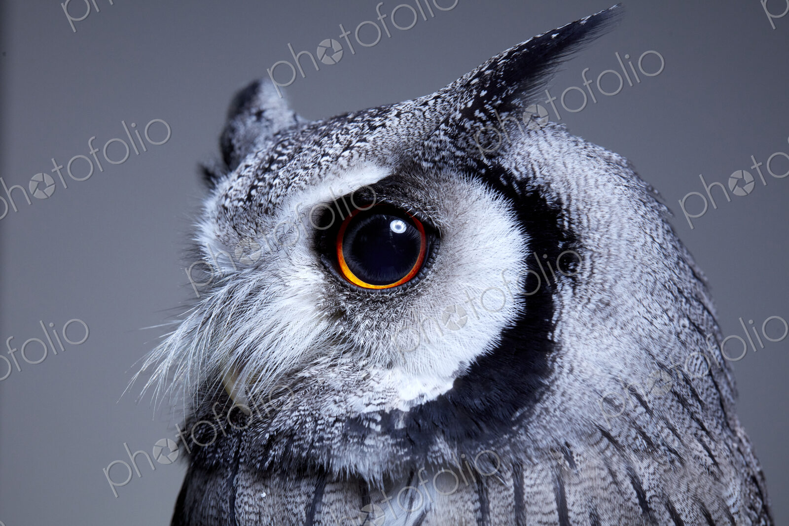 Side view portrait of northern white faced owl (Ptilopsis leucotis) with intense eye…