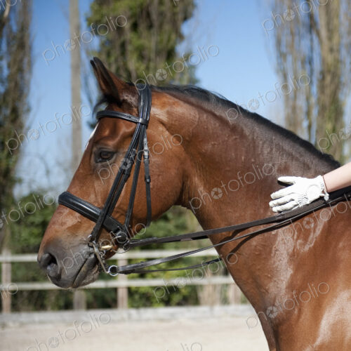 Side view. A bay horse with a bridle. A rider's gloved hand on the glossy brown hide… Side view. A bay horse with a bridle. A rider's gloved hand on the glossy brown hide…