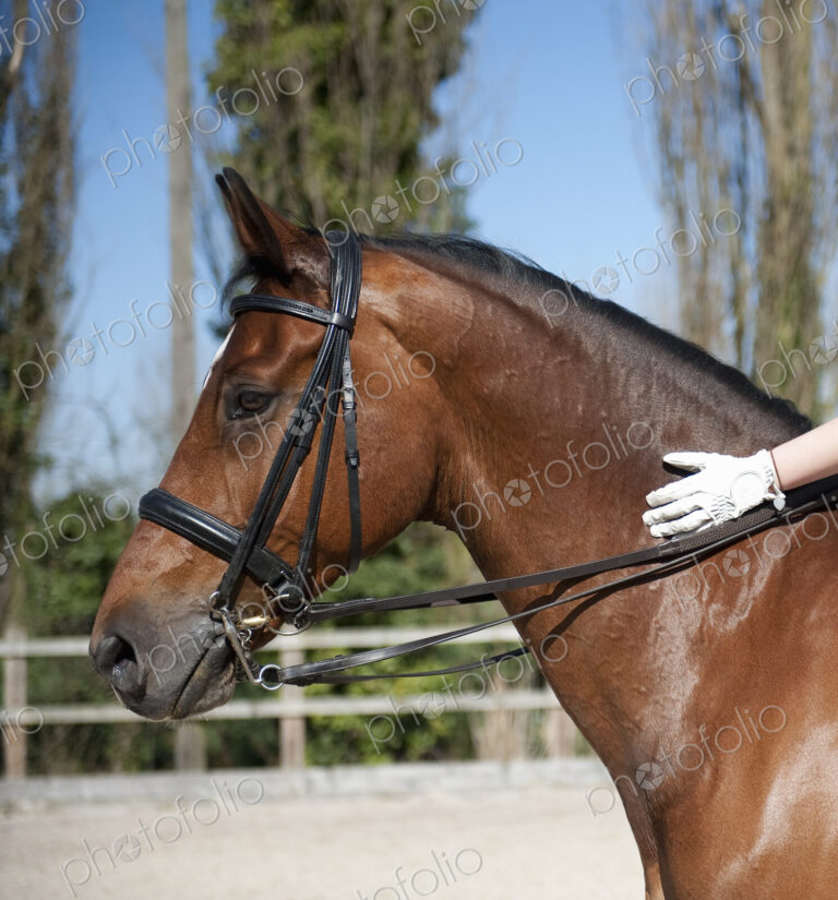 Side view. A bay horse with a bridle. A rider's gloved hand on the glossy brown hide…