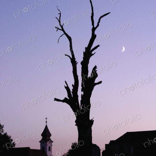 Silhouette Of Split Tree Silhouette Of Split Tree