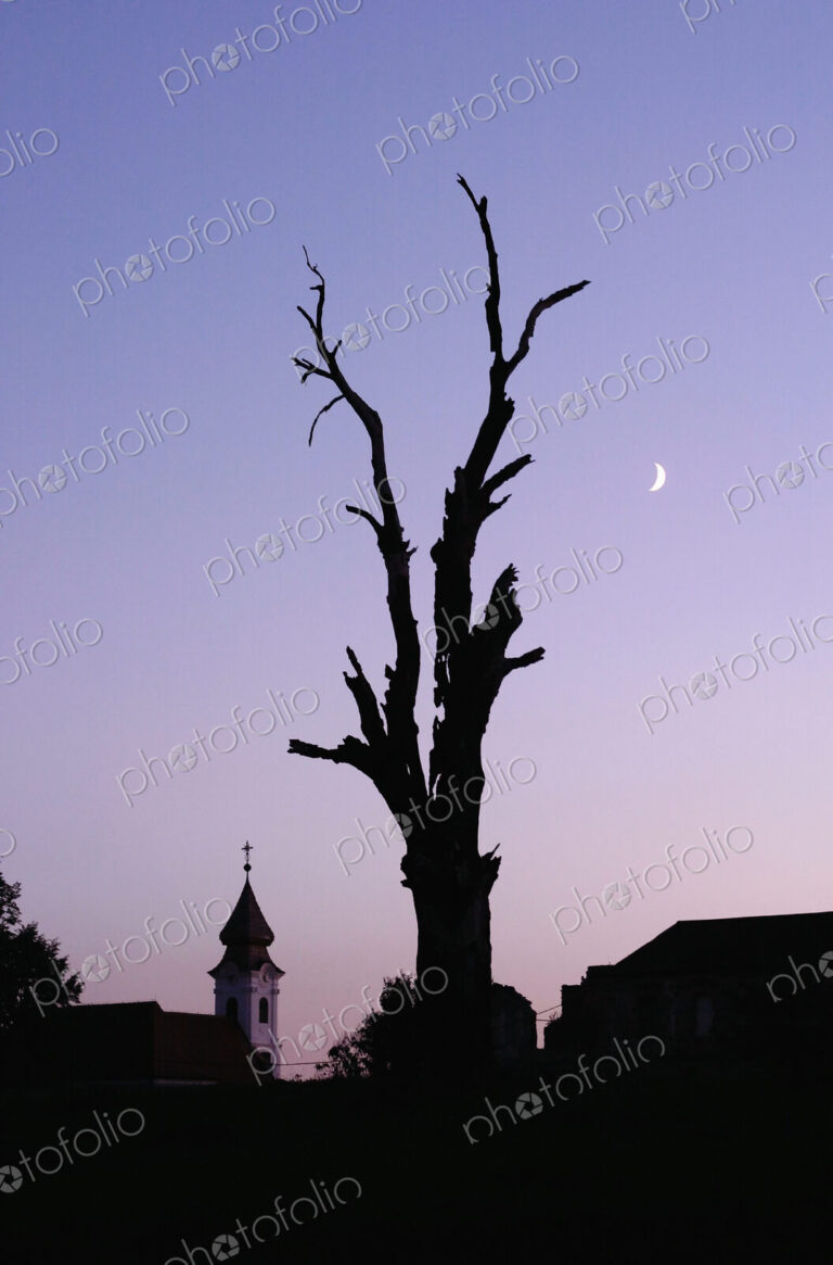 Silhouette Of Split Tree