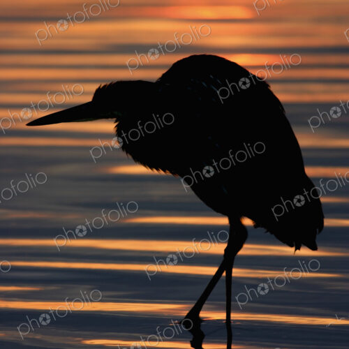 Silhouette of a Night Heron wading in water. Silhouette of a Night Heron wading in water.