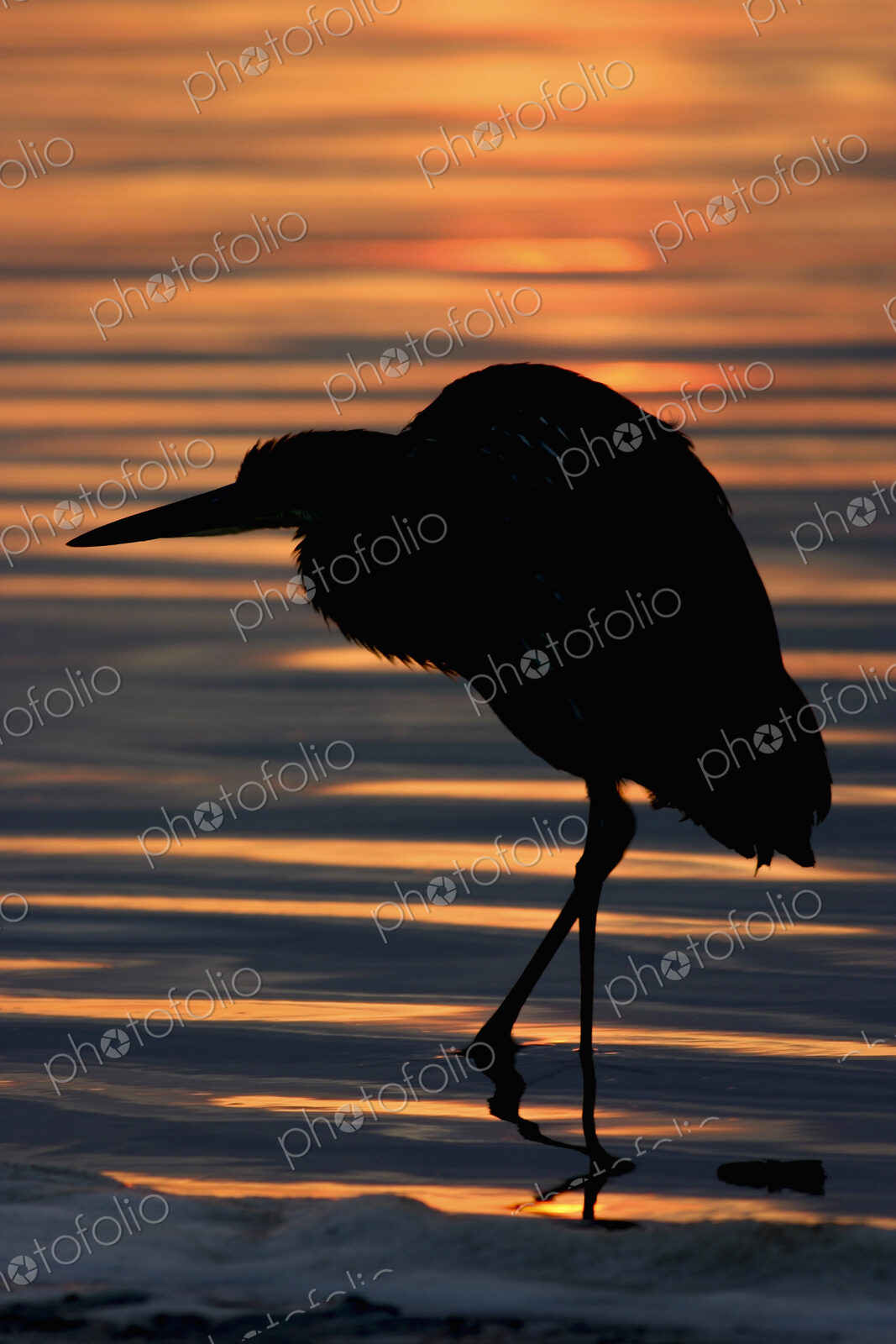Silhouette of a Night Heron wading in water.