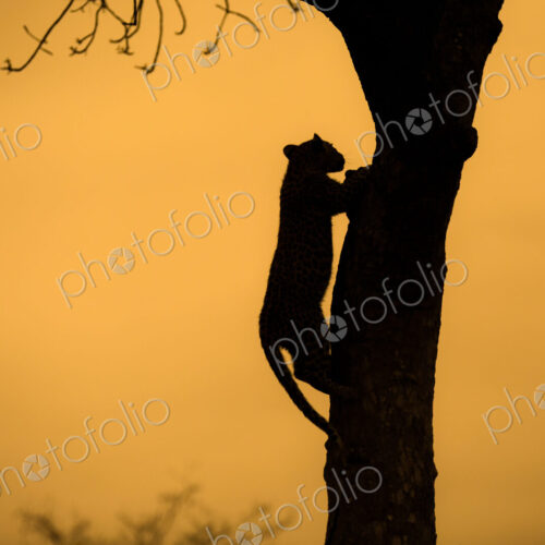 Silhouette of a leopard, Panthera pardus,climbing up a tree.
