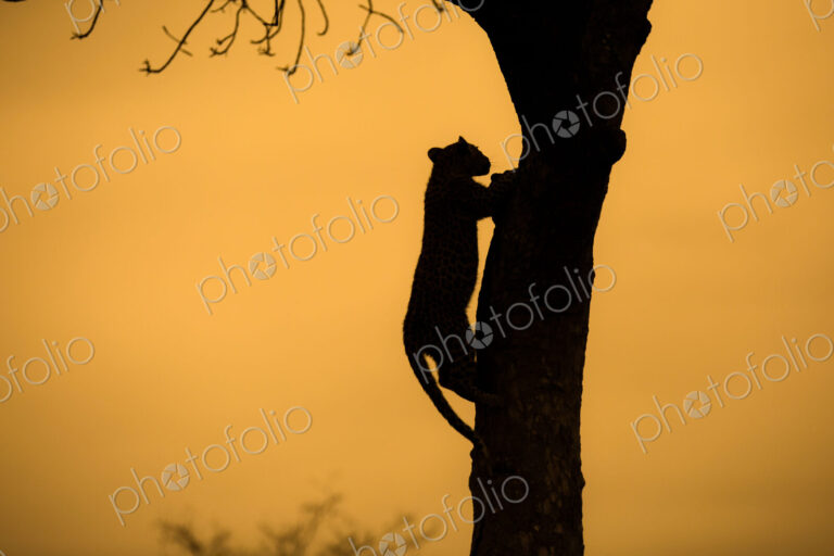 Silhouette of a leopard, Panthera pardus,climbing up a tree.