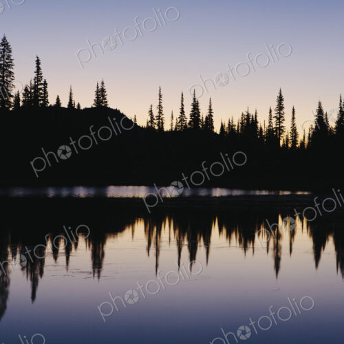 Silhouette of pine trees on the edge of Reflection Lakes in Mount Rainier national… Silhouette of pine trees on the edge of Reflection Lakes in Mount Rainier national…