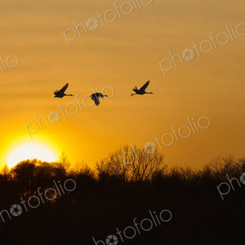 Silhouette of three red-crowned cranes, Grus japonensi, Japanese crane, in flight at… Silhouette of three red-crowned cranes, Grus japonensi, Japanese crane, in flight at…