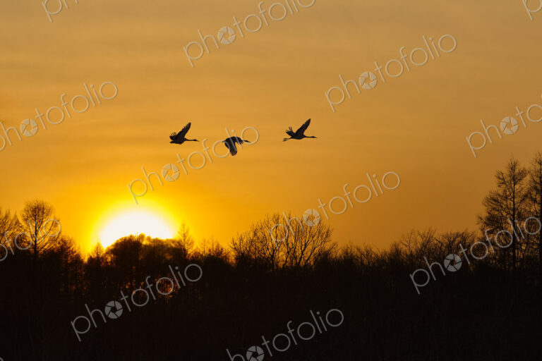 Silhouette of three red-crowned cranes, Grus japonensi, Japanese crane, in flight at…