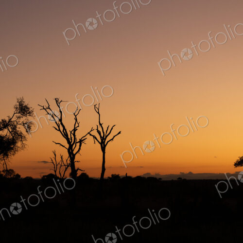 Silhouette of trees against an orange sunset sky. Silhouette of trees against an orange sunset sky.