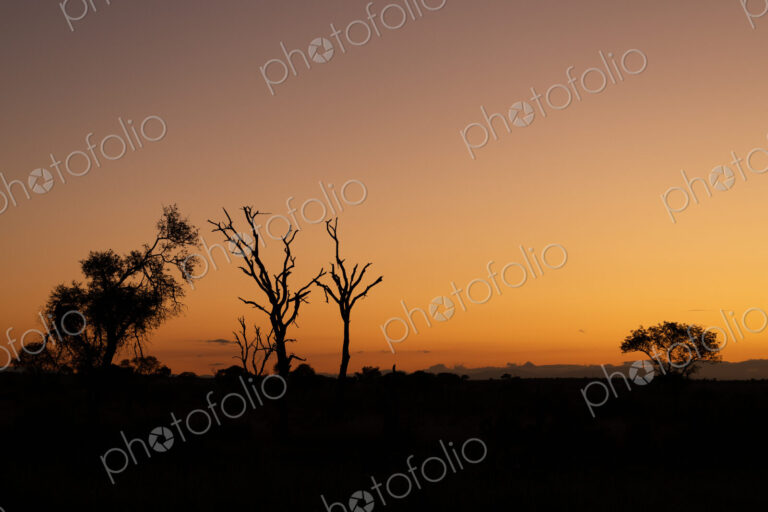 Silhouette of trees against an orange sunset sky.
