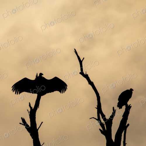 Silhouette of vultures, Cathartes aura, perched in a tree. Silhouette of vultures, Cathartes aura, perched in a tree.