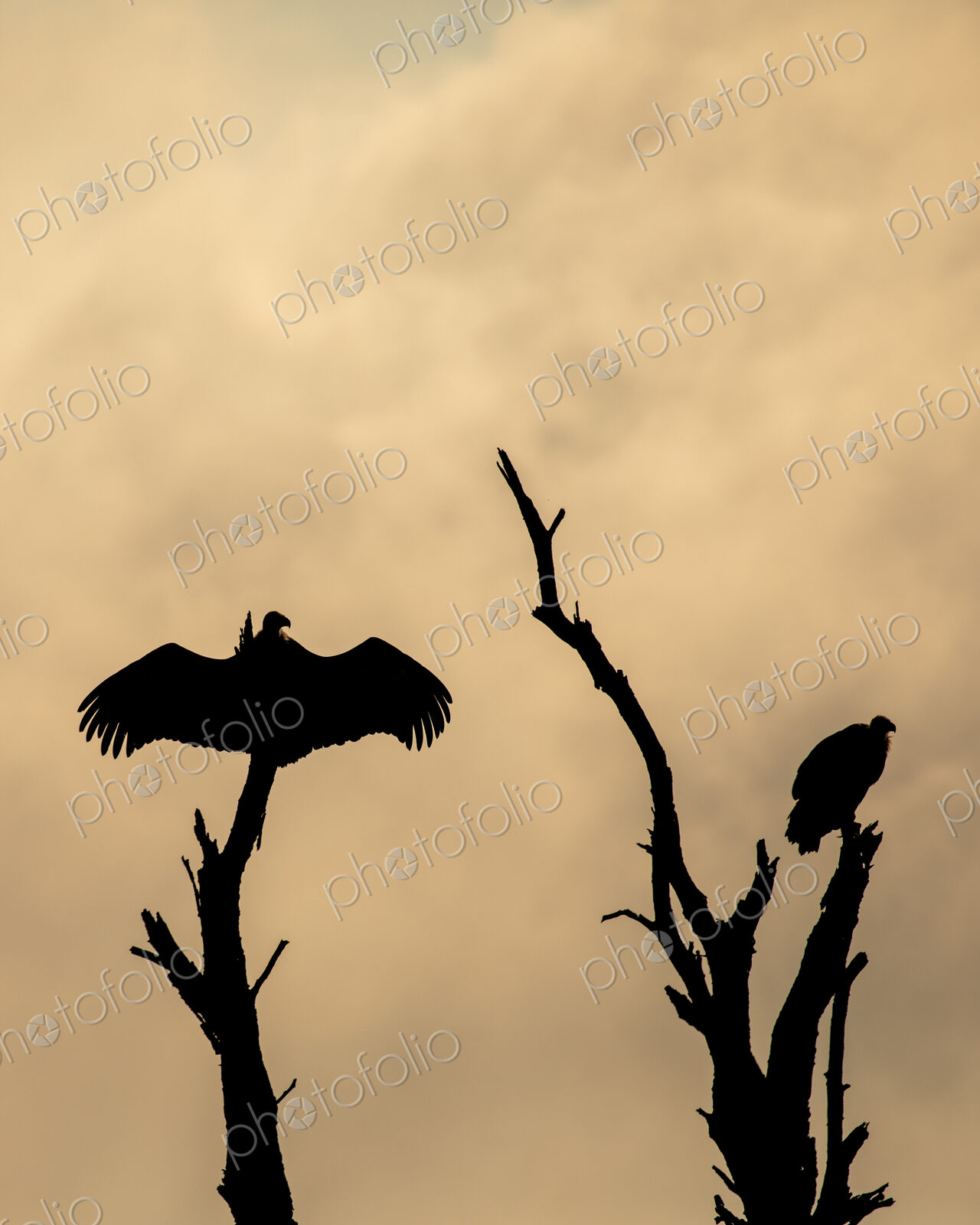 Silhouette of vultures, Cathartes aura, perched in a tree.