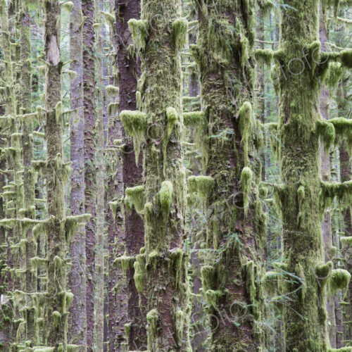 Sitka Spruce and Western Hemlock trees in lush, temperate rainforest