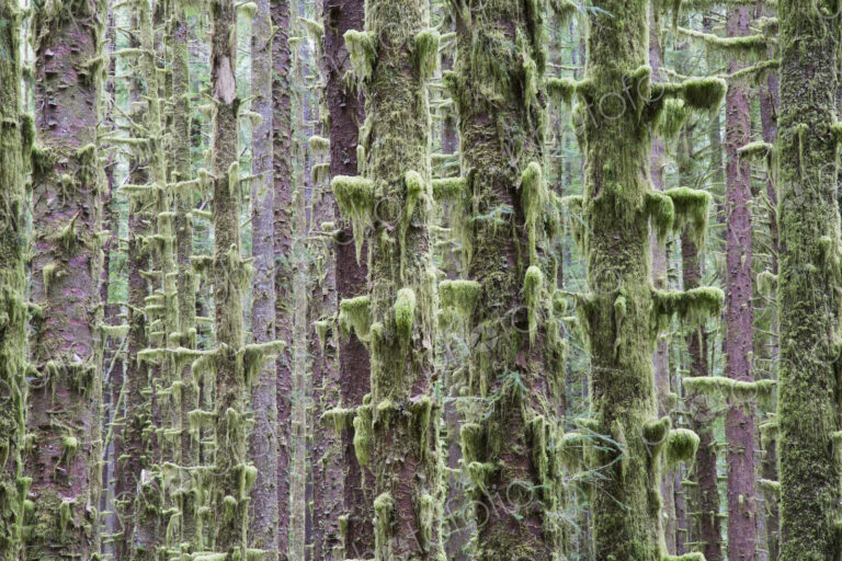 Sitka Spruce and Western Hemlock trees in lush, temperate rainforest