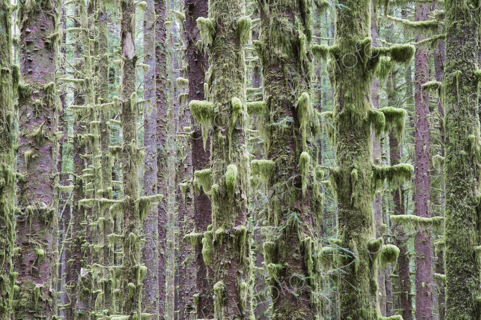 Sitka Spruce and Western Hemlock trees in lush, temperate rainforest
