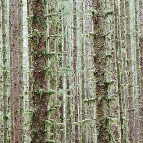 Sitka Spruce and Western Hemlock trees in lush, temperate rainforest