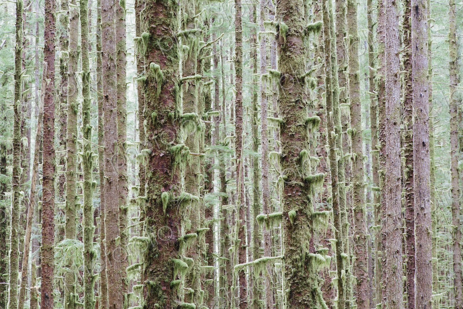 Sitka Spruce and Western Hemlock trees in lush, temperate rainforest