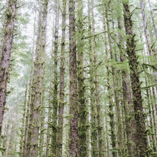 Sitka Spruce and Western Hemlock trees in lush, temperate rainforest