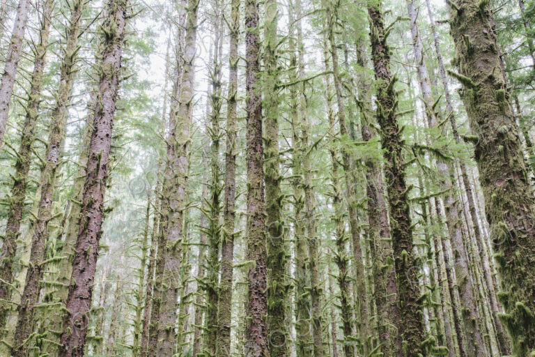 Sitka Spruce and Western Hemlock trees in lush, temperate rainforest