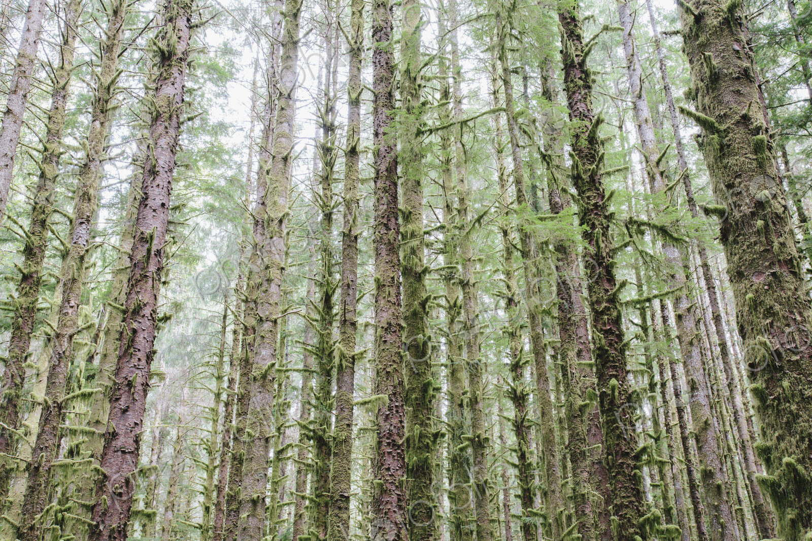 Sitka Spruce and Western Hemlock trees in lush, temperate rainforest
