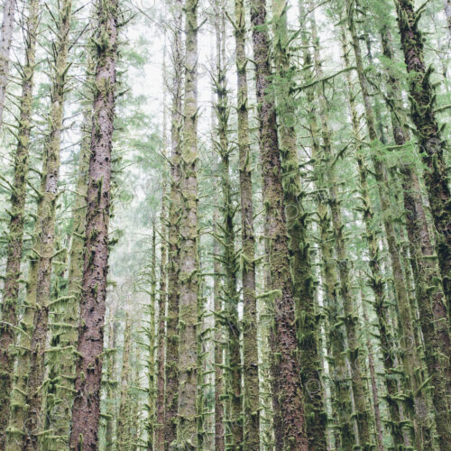 Sitka Spruce and Western Hemlock trees in lush, temperate rainforest