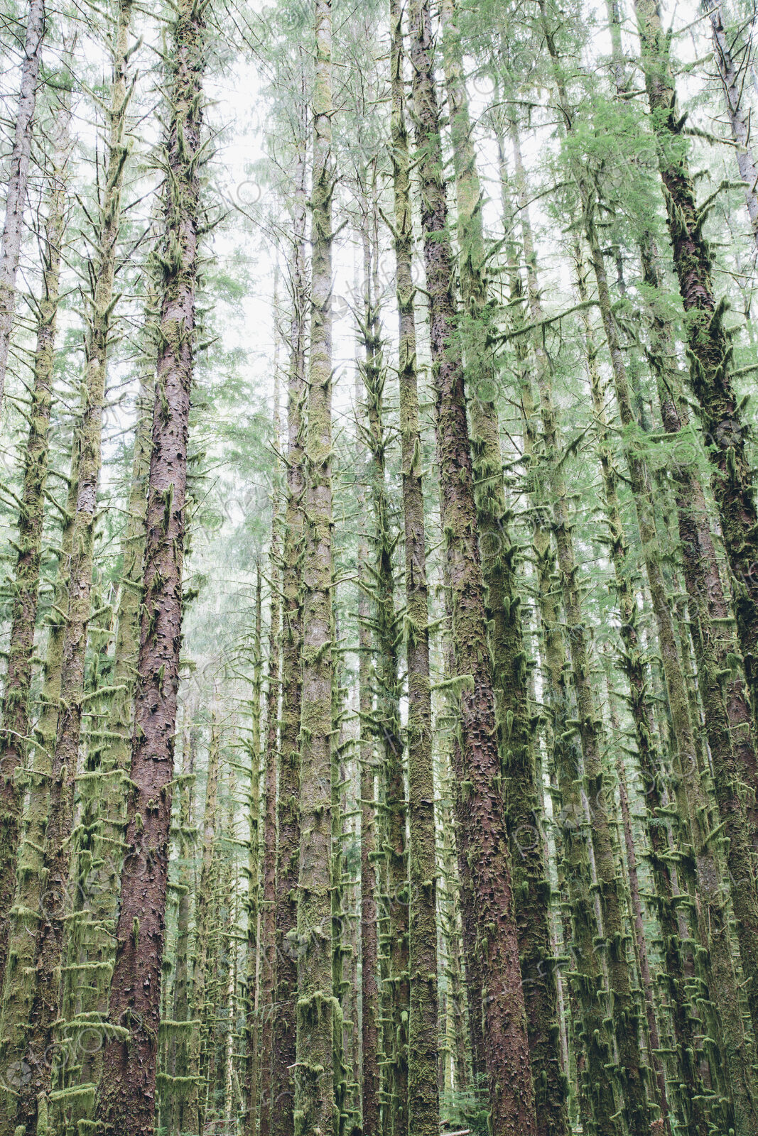 Sitka Spruce and Western Hemlock trees in lush, temperate rainforest