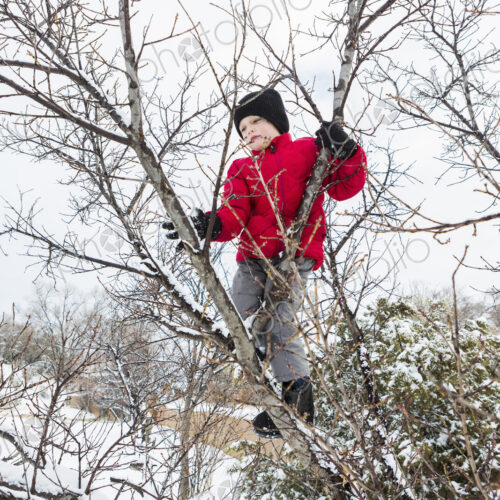 Six year old boy in a red jacket climbing a tree in winter Six year old boy in a red jacket climbing a tree in winter