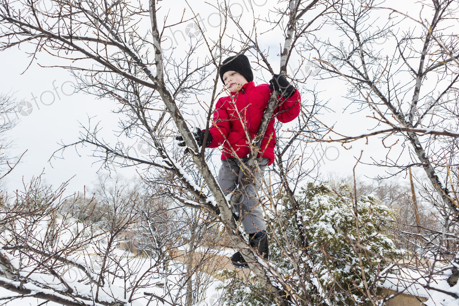 Six year old boy in a red jacket climbing a tree in winter