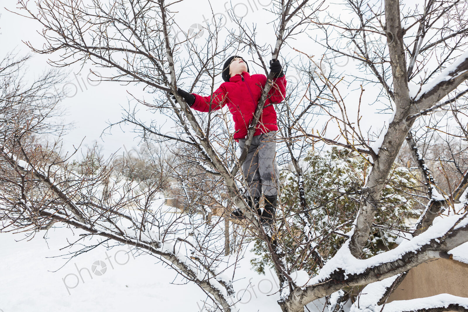 Six year old boy in a red jacket climbing a tree in winter