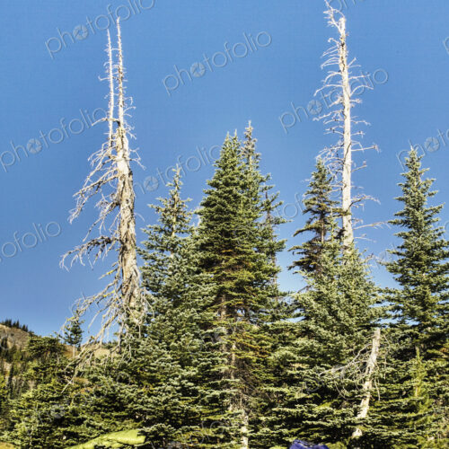 Sleeping Bags on a Pine Tree Sleeping Bags on a Pine Tree