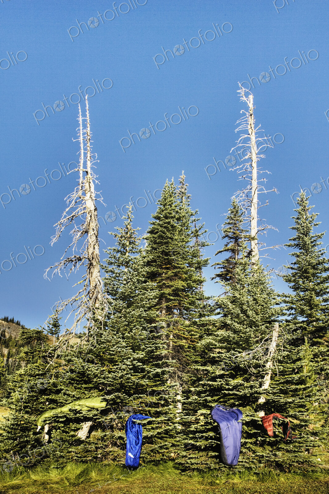 Sleeping Bags on a Pine Tree