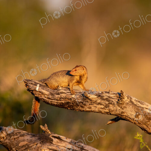 Slender Mongoose, Galerella sanguinea, in a natural setting. Slender Mongoose, Galerella sanguinea, in a natural setting.