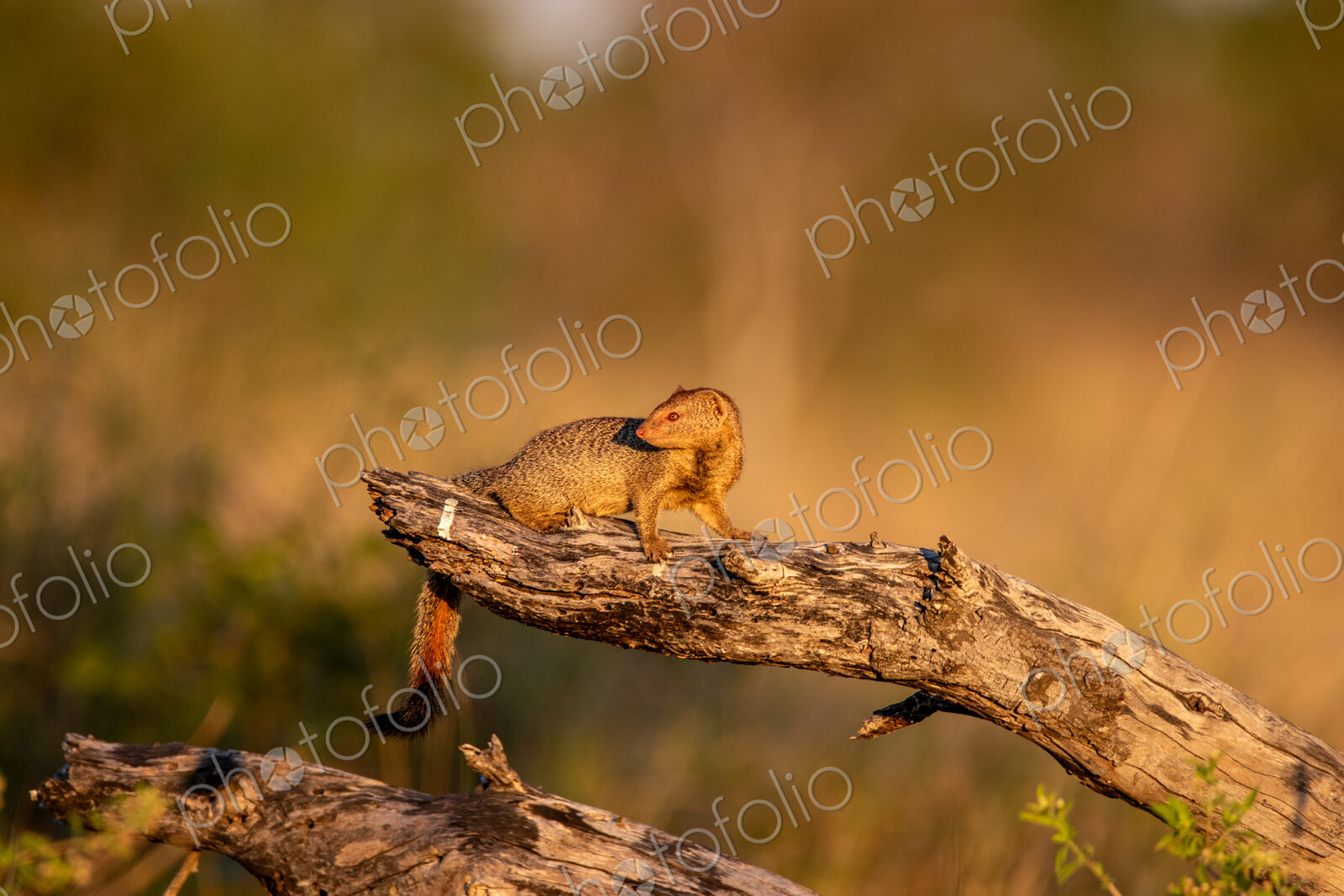 Slender Mongoose, Galerella sanguinea, in a natural setting.