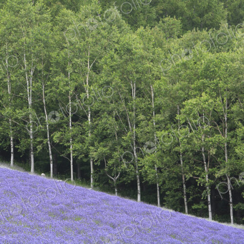 Sloping field of purple flowers with forest of Birch trees in background.