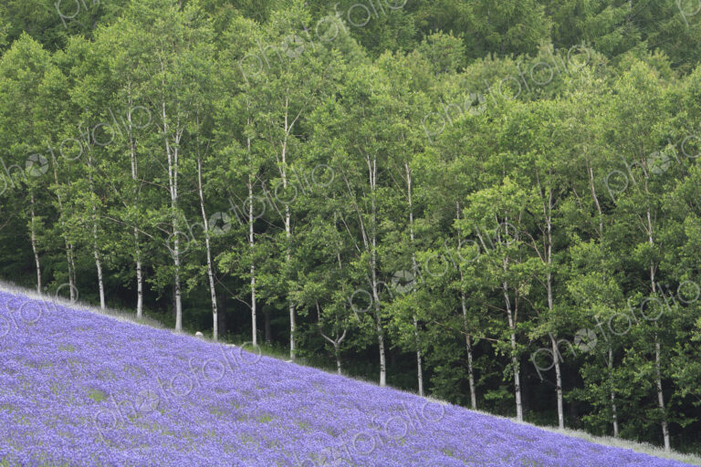 Sloping field of purple flowers with forest of Birch trees in background.
