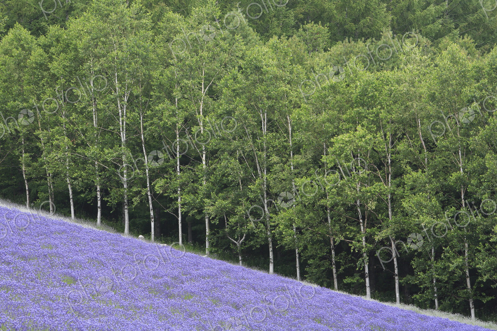 Sloping field of purple flowers with forest of Birch trees in background.
