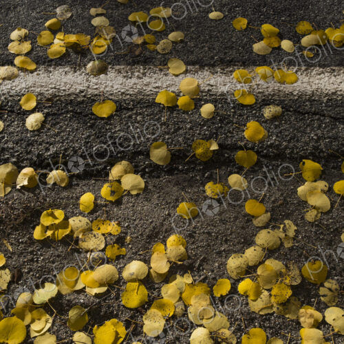 Small autumnal coloured aspen leaves on a road surface. Small autumnal coloured aspen leaves on a road surface.