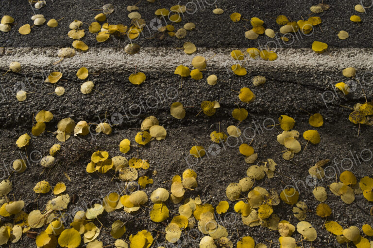 Small autumnal coloured aspen leaves on a road surface.