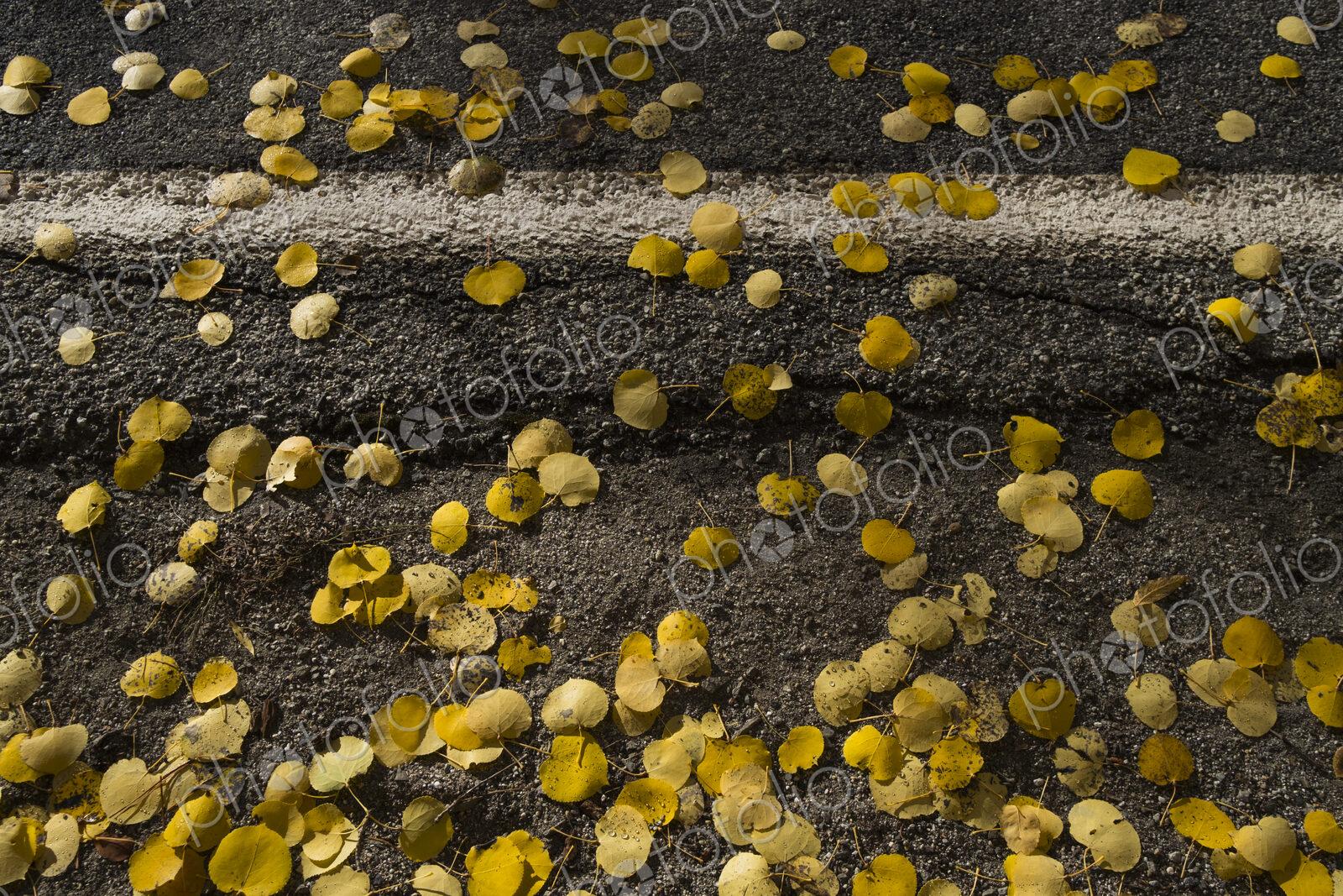 Small autumnal coloured aspen leaves on a road surface.