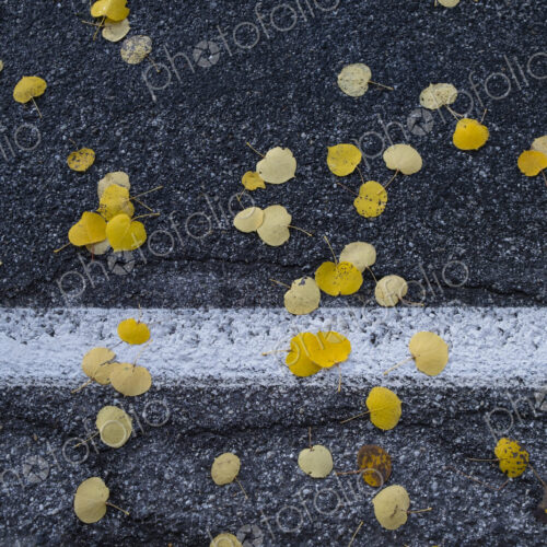 Small autumnal coloured aspen leaves on a road surface. Small autumnal coloured aspen leaves on a road surface.