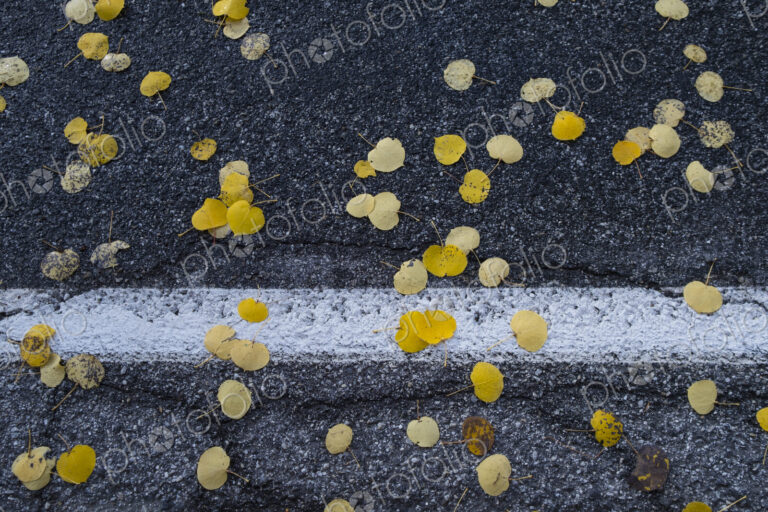 Small autumnal coloured aspen leaves on a road surface.