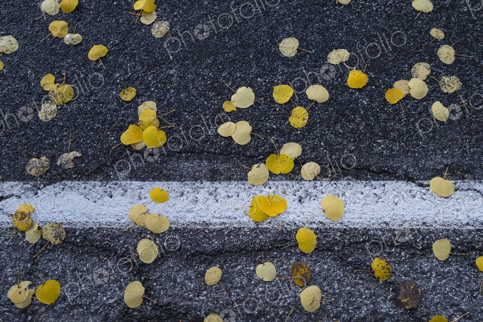 Small autumnal coloured aspen leaves on a road surface.