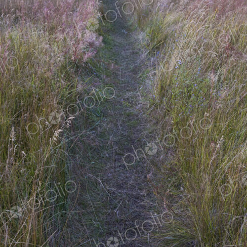 Small footpath through field meadow grasses and wildflowers, Lake Tahoe, CA, USA