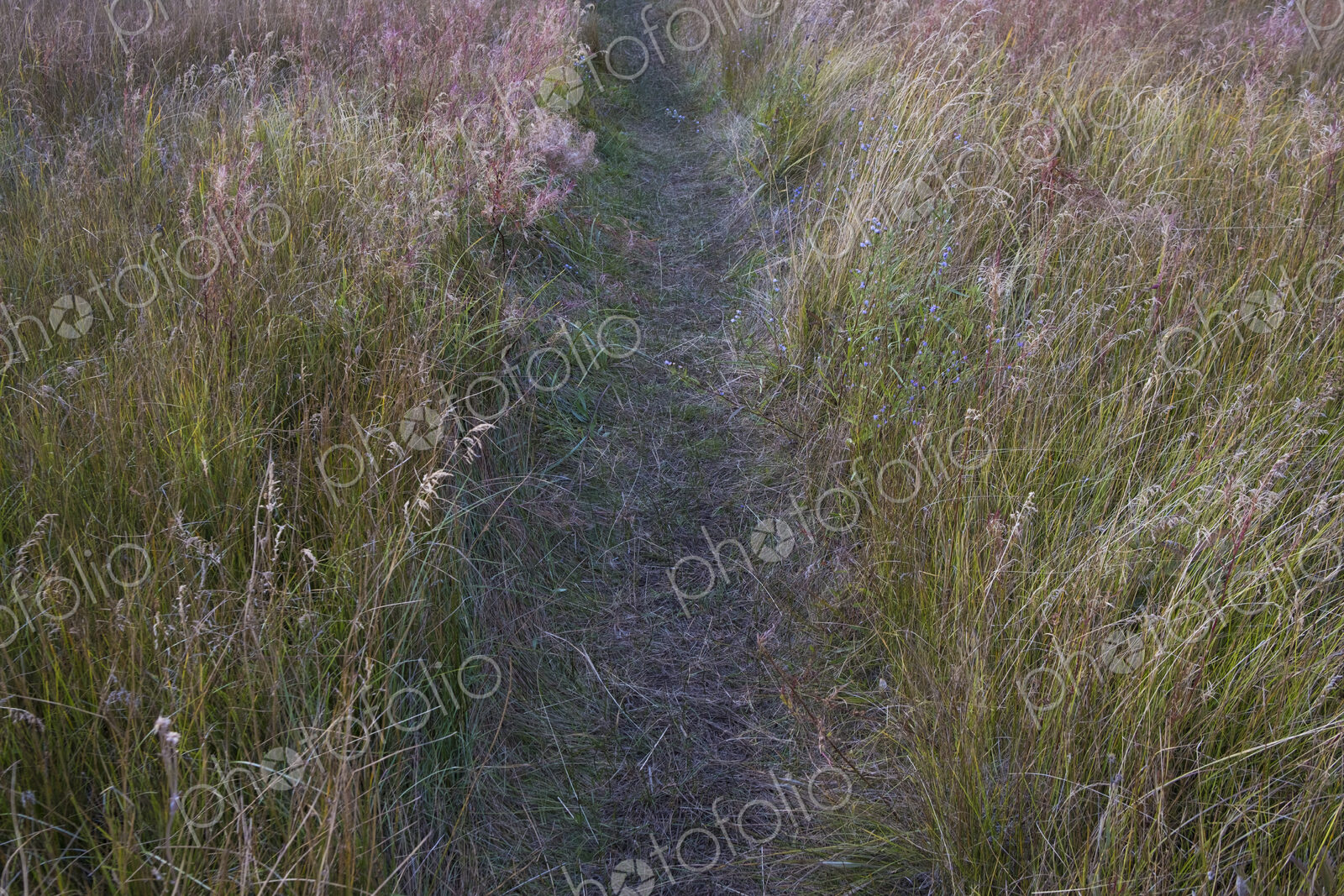 Small footpath through field meadow grasses and wildflowers, Lake Tahoe, CA, USA